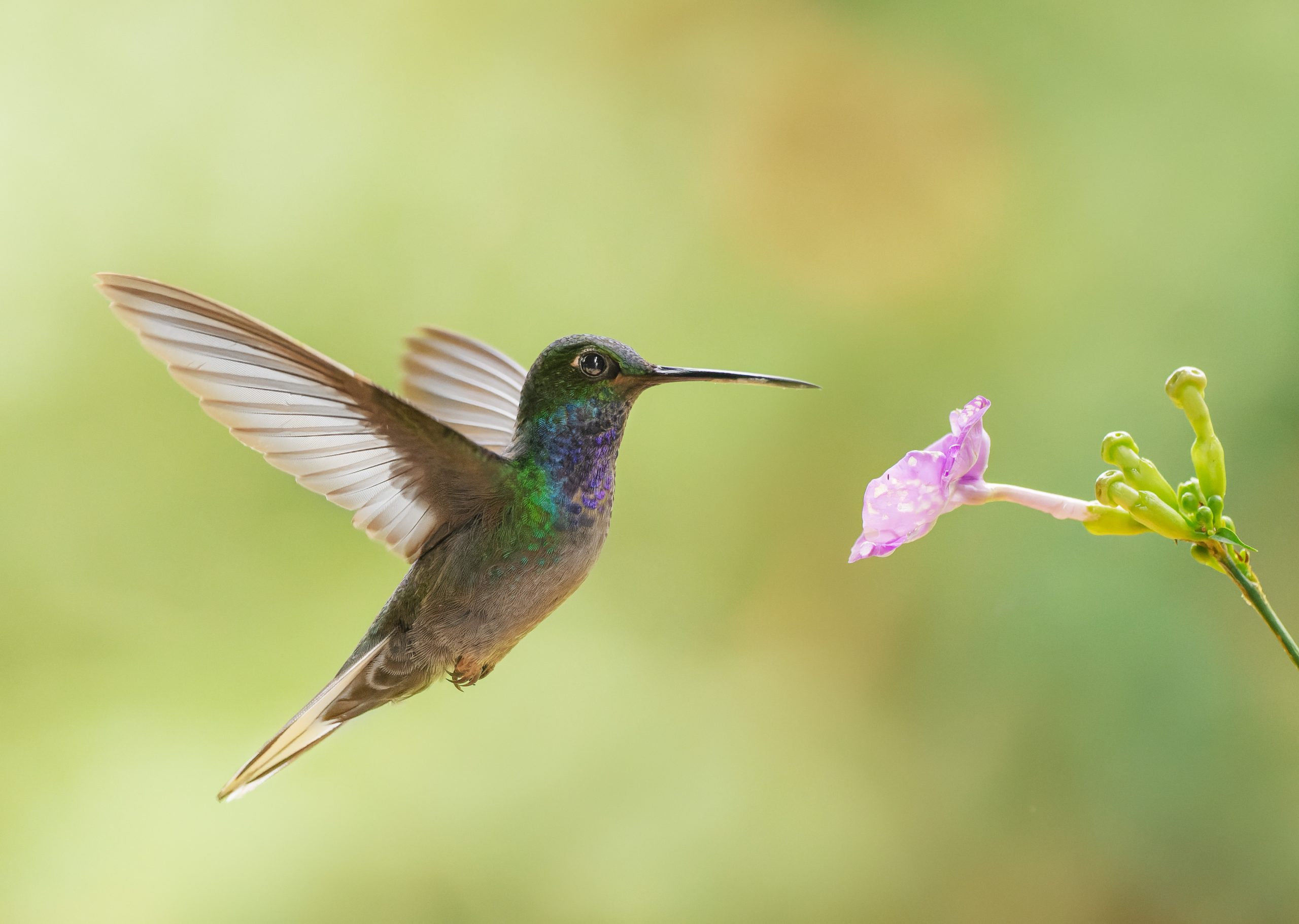 Brillante frentivioleta y flor rosa