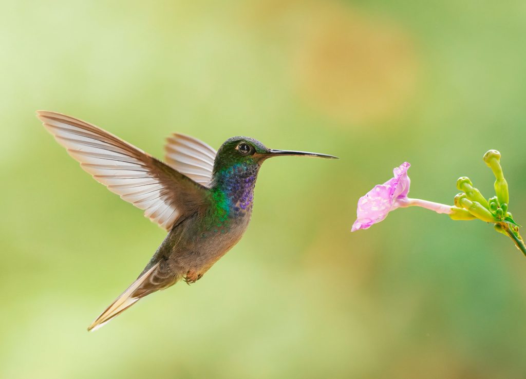 Colibri de Bouguer en el jardin de Finca Palmonte