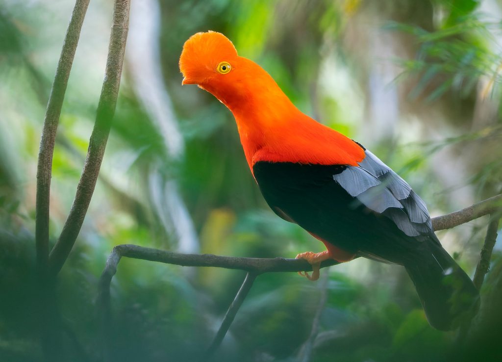 Gallito de monte en el lek