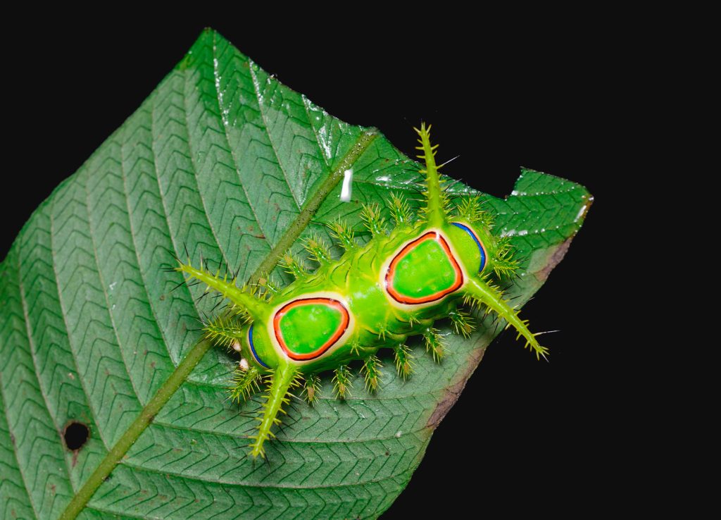 Oruga en una de las caminatas nocturnas en Finca Palmonte