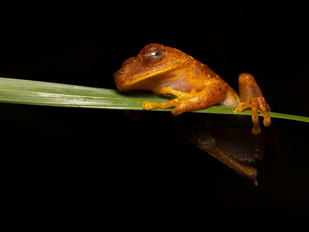 Ranita arborea de Almendariz