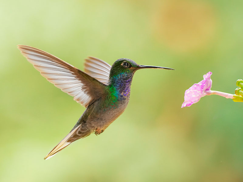 Colibri de Bouguer_Finca Palmonte