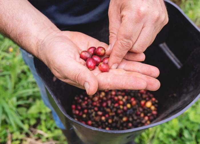 cultivo de cafe gallo de la pena